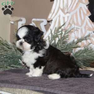 Anita, Shih Tzu Puppy